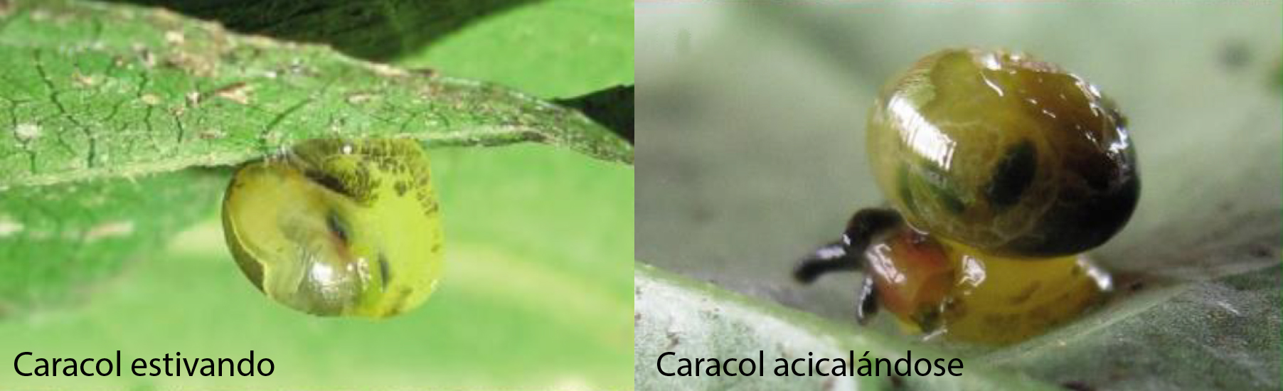 ZBL 2020 new aestivation