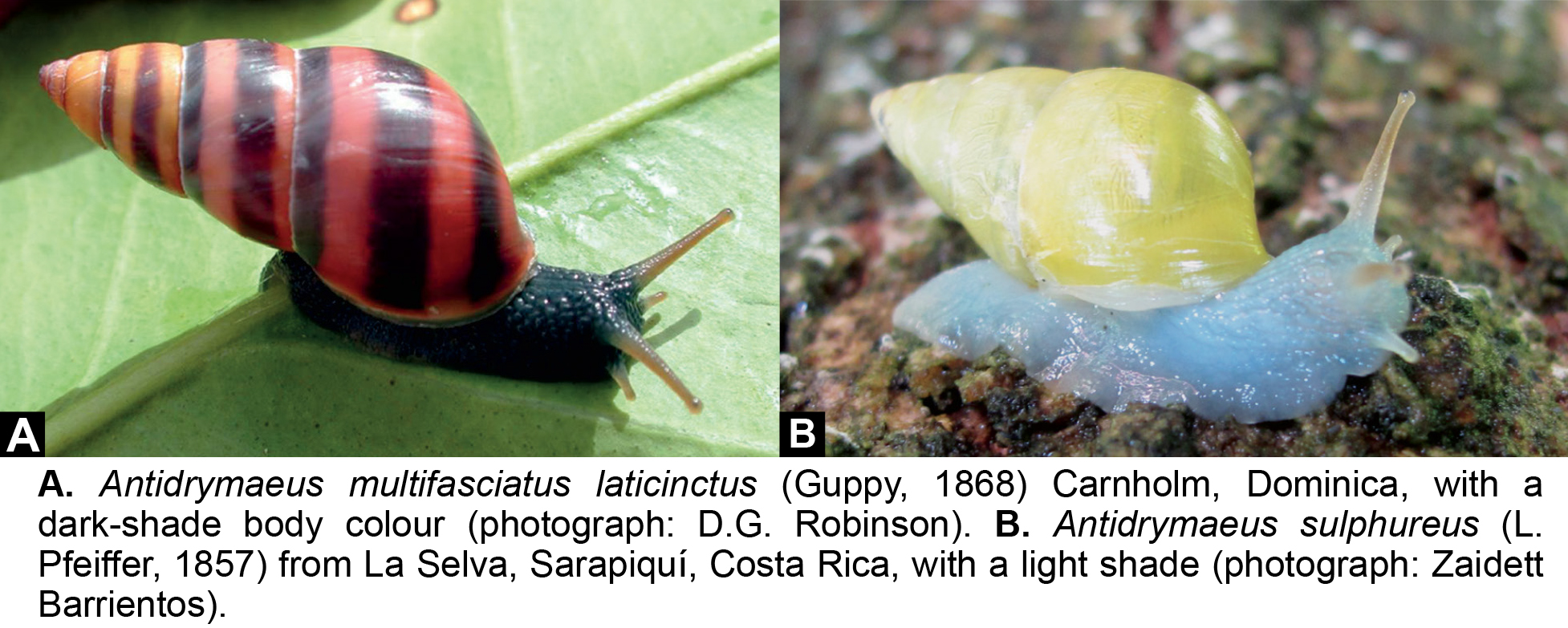 ZBL 2024 Antidrymaeus final