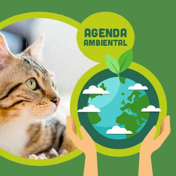 imagen de Campaña de castración para gatos